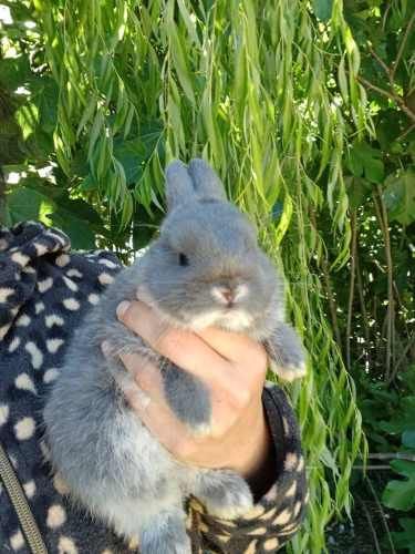 Conejos enanos Navidad