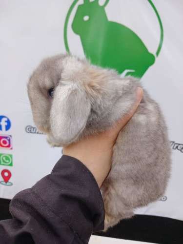 Conejos enanos Navidad