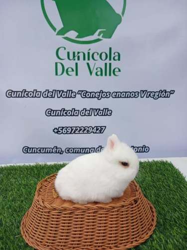 Conejos enanos Navidad