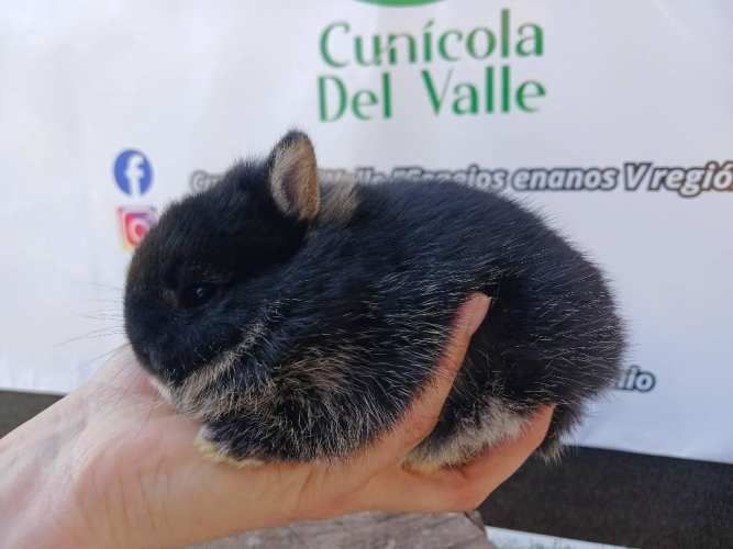 Conejos enanos Navidad