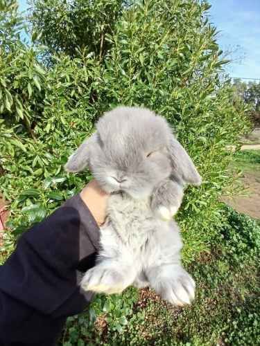 Conejos enanos Navidad