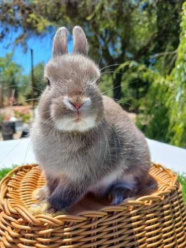 Conejos enanos Navidad