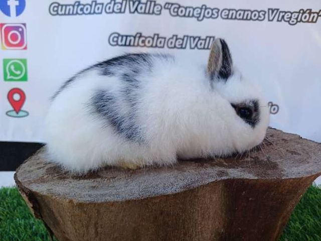 Conejos enanos Navidad