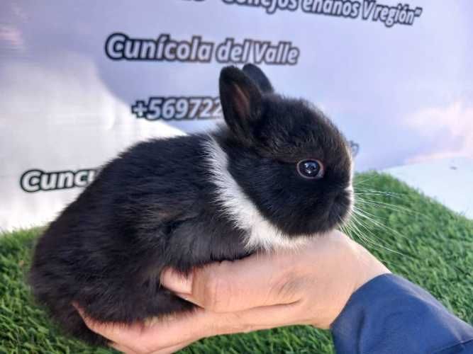 Conejos enanos Navidad