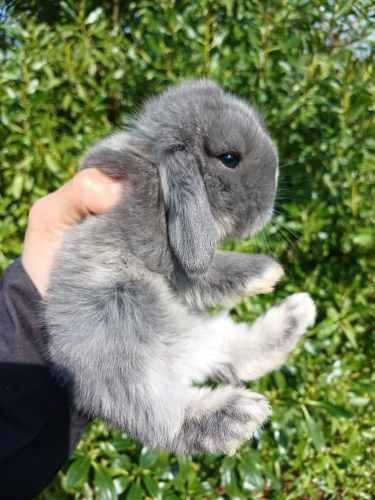 Conejos enanos Navidad