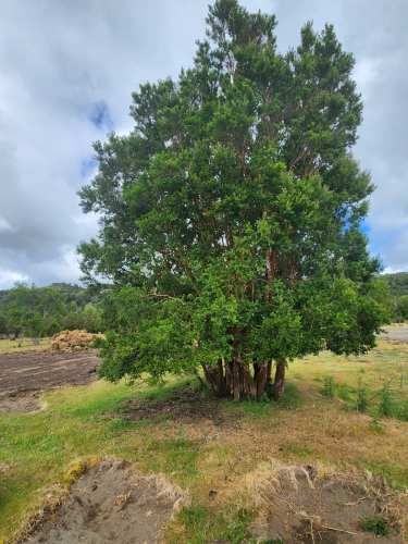 Parcela Queilen (Lelbun)