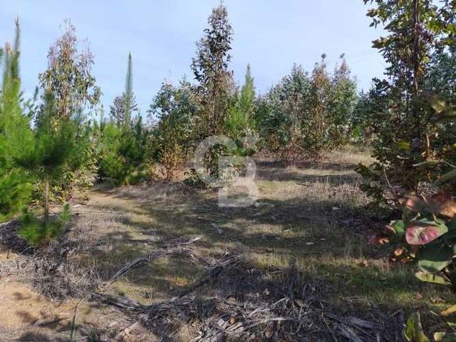 Hermoso sitio en el sector de Paredones.