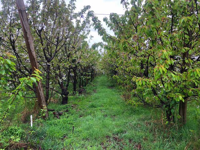 Oportunidad de inversión terreno con producción de cerezas en Tralcao