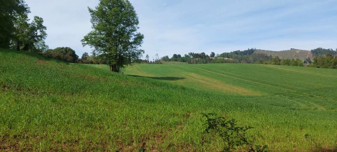 Hermosas parcelas a 5 minutos del centro de Paillaco (35 de Valdivia)