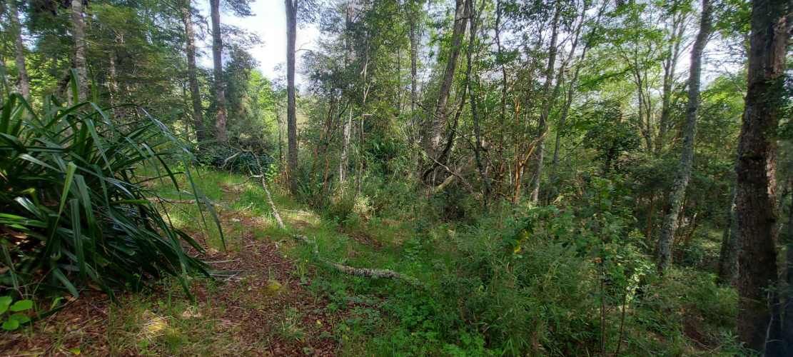 Hermosas parcelas a 5 minutos del centro de Paillaco (35 de Valdivia)