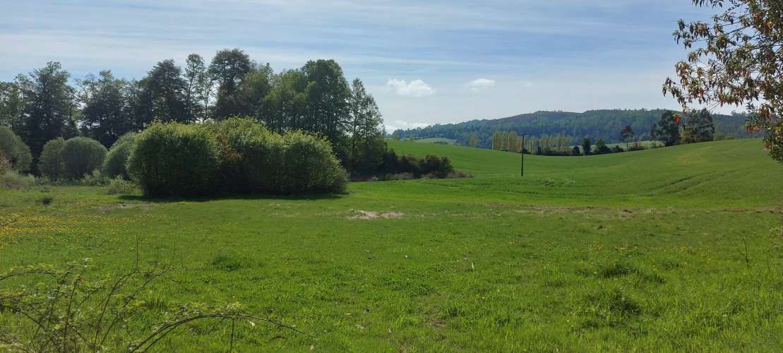 Hermosas parcelas a 5 minutos del centro de Paillaco (35 de Valdivia)