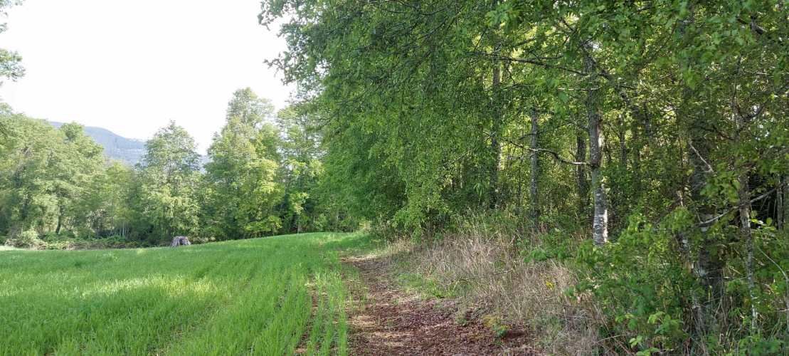 Hermosas parcelas a 5 minutos del centro de Paillaco (35 de Valdivia)
