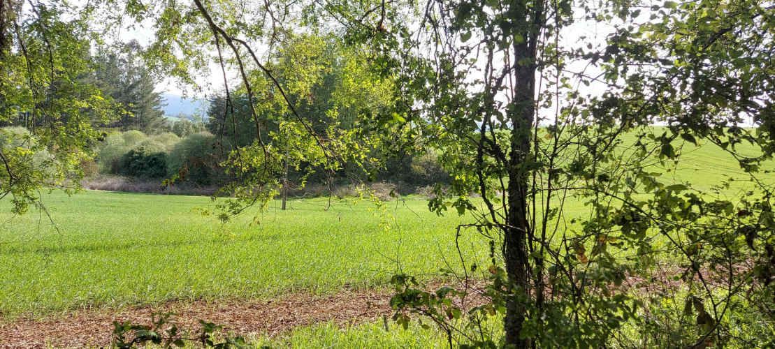 Hermosas parcelas a 5 minutos del centro de Paillaco (35 de Valdivia)