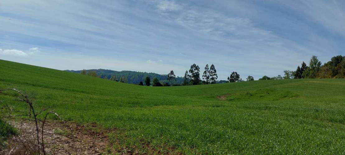 Hermosas parcelas a 5 minutos del centro de Paillaco (35 de Valdivia)