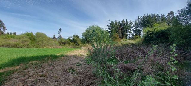 Hermosas parcelas a 5 minutos del centro de Paillaco (35 de Valdivia)