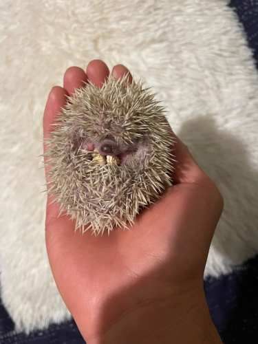 Bebés erizos de tierra  what
