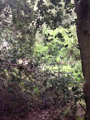 AMPLIA PARCELA CON CASA CONSTRUIDA ENTRE BOSQUES