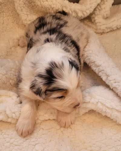 Cachorros Pastor Australiano