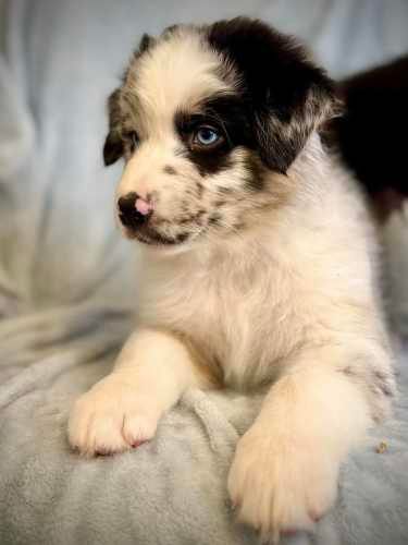 Cachorros Pastor Australiano