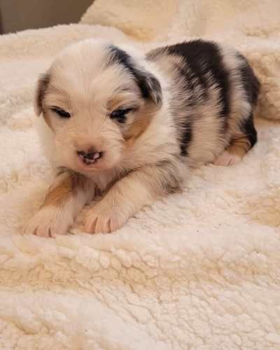 Cachorros Pastor Australiano