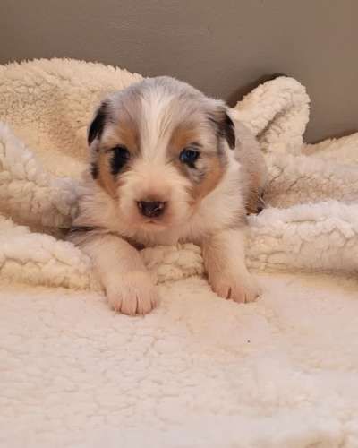 Cachorros Pastor Australiano