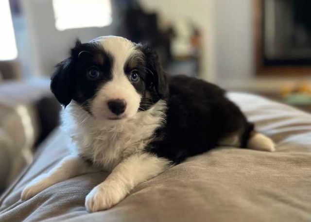 Cachorros Pastor Australiano