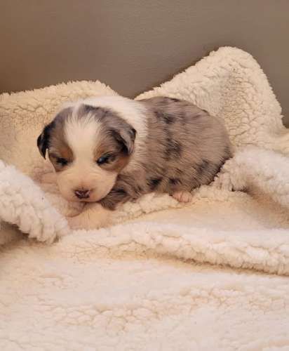 Cachorros Pastor Australiano