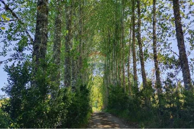 Oportunidad parcela con bosque nativo