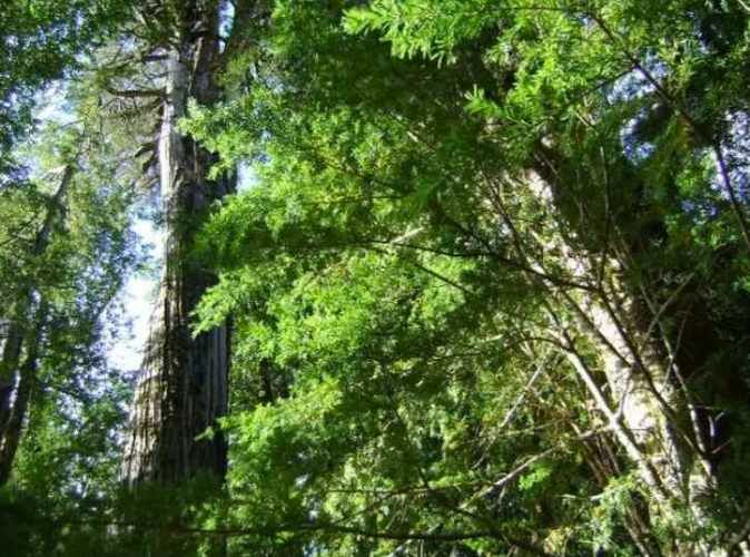 OTROS Río Traidor El Camote