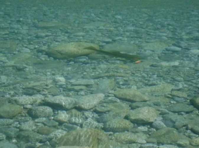 OTROS Río Traidor El Camote