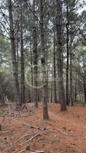 TERRENO CONSTRUCCION Pichilemu