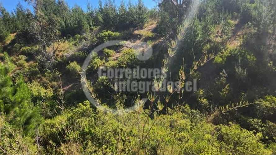 TERRENO CONSTRUCCION El Chorrillo