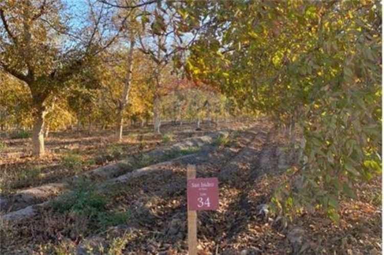 Parcela de agrado 5000 mts sin comisión