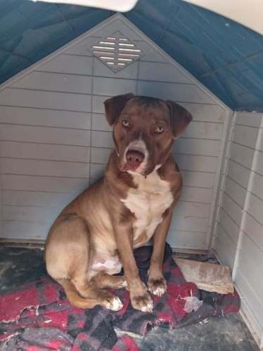 Adopción responsable de Milán