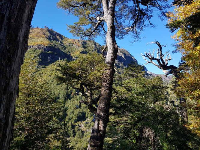 Melipeuco/orilla río (131598)