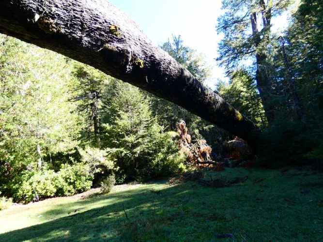 Melipeuco/orilla río (131598)