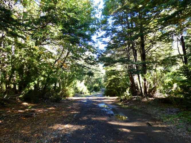 Melipeuco/orilla río (131598)