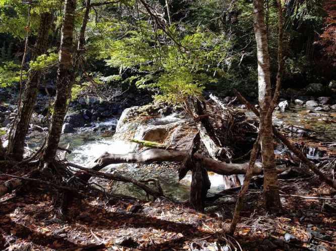 Melipeuco/orilla río (131598)