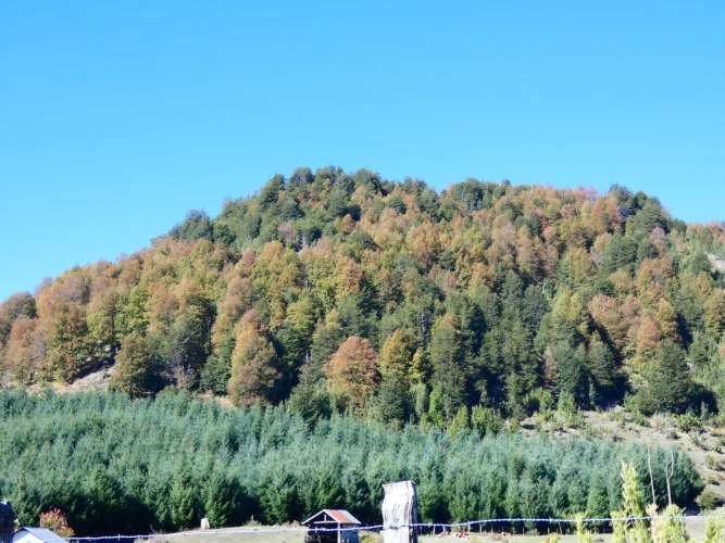 Melipeuco/orilla río (131598)