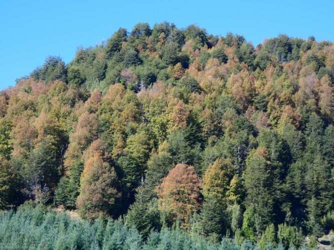 Melipeuco/orilla río (131598)