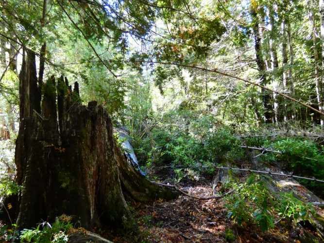 Melipeuco/orilla río (131598)