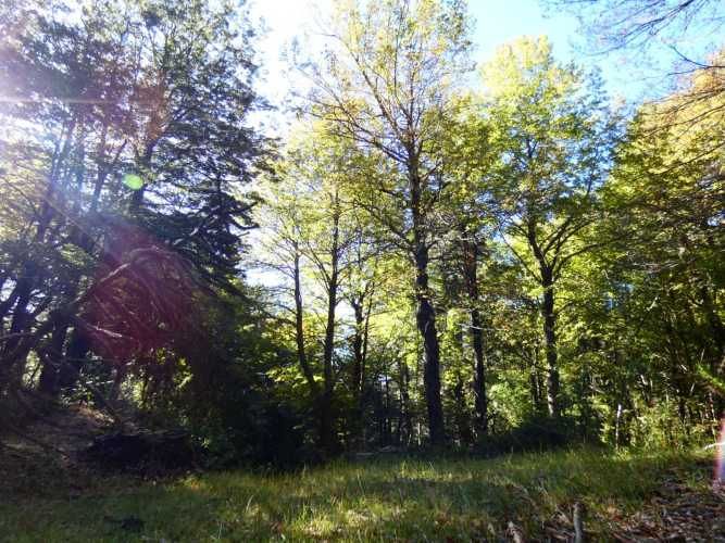 Melipeuco/orilla río (131598)