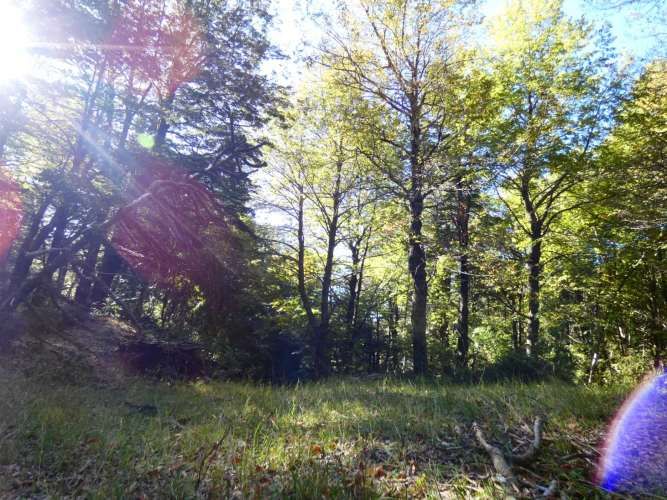 Melipeuco/orilla río (131598)