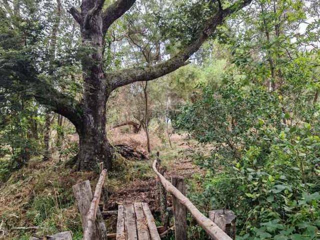 Maravillosa parcela de 4 hectáreas entre Hualpín y Toltén.