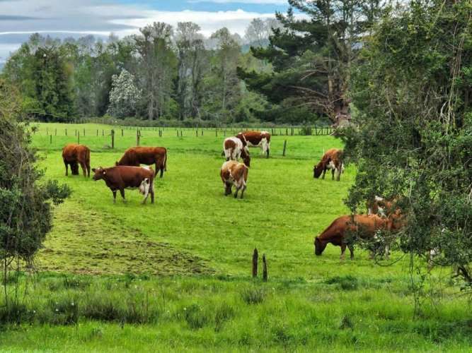 VENTA DE PARCELAS LOTEO RANCO NATIVO, 5000M2