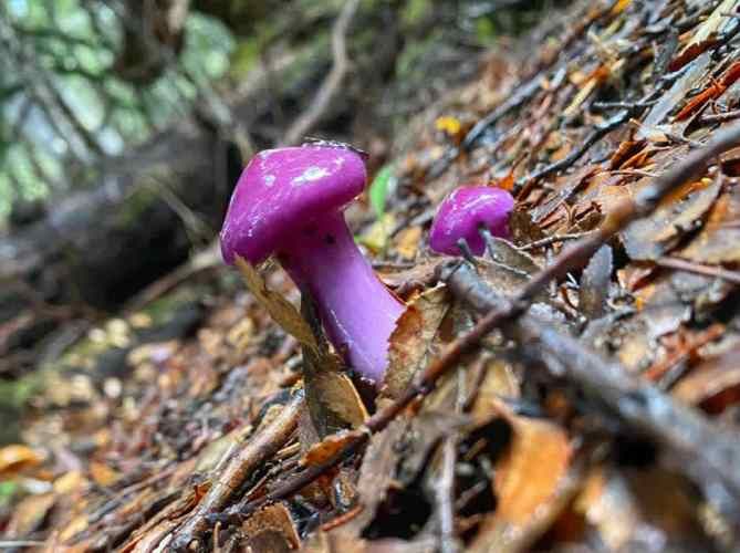 VENTA DE PARCELAS LOTEO RANCO NATIVO, 5000M2