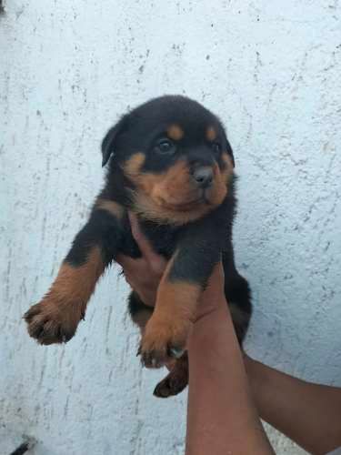 Espectaculares Cachorros Rottweiler