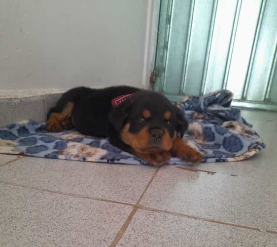 Espectaculares Cachorros Rottweiler
