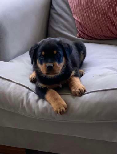 Espectaculares Cachorros Rottweiler