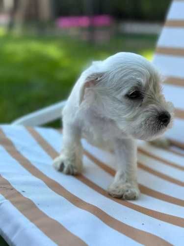 Cachorros Schnauzer Miniatura